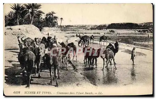 Cartes postales Scenes et Types Chameaux dans l'Oeud Bavech