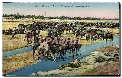 Cartes postales Scenes et Types Troupeau de chameaux