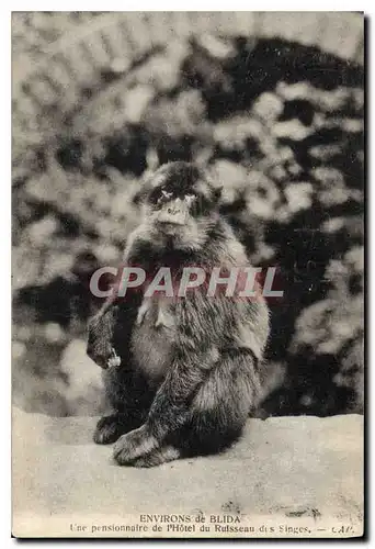 Cartes postales Environs de Blida Une pensionnaire de l'Hotel du Russeau des Singes