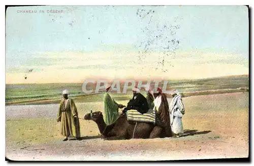 Cartes postales Chameau en Desert
