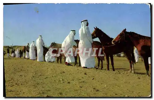 Cartes postales Chevaux