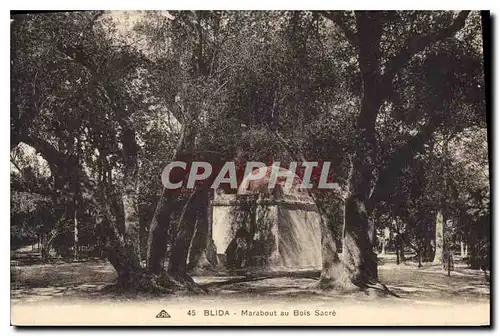 Cartes postales Blida Marabout au Bois Sacre