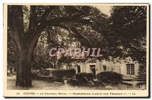 Cartes postales Loches Le Chateau Royal marronnier Plante par Francois 1er