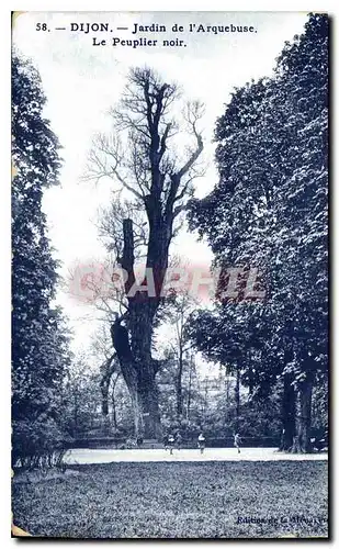 Ansichtskarte AK Dijon Jardin de l'Arquebuse Le Peuplier noir