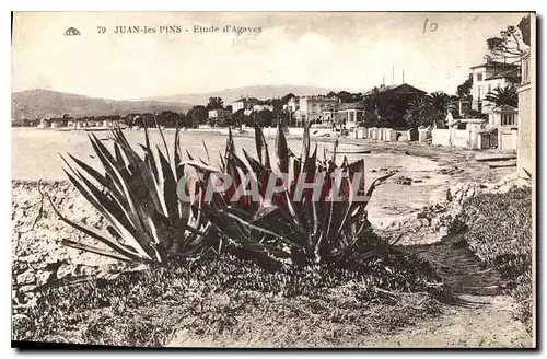 Cartes postales Juan les Pins Etude d'Agaves