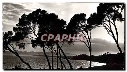 Cartes postales La Cote d'Azur Coucher de soleil a travers les pins parasols