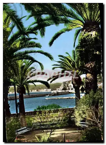 Cartes postales Nice Vue sur le port a travers les palmiers