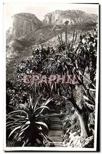 Cartes postales Monaco Les Jardins Exotiques aloes et Opuntia divers