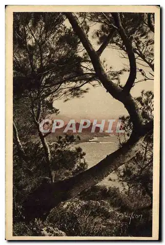 Cartes postales Cote d'Azur Le Cap Ferrat vu a travers les Pins d'Alep