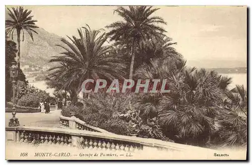 Cartes postales Monte Carlo Groupe de Palmiers