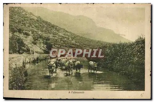 Cartes postales A l'abreuvoir B�ufs