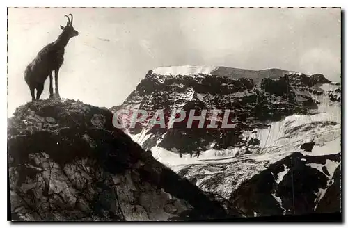 Ansichtskarte AK Chamois dans l'Alpe
