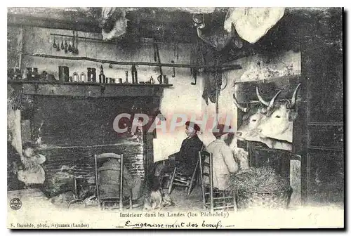 REPRO Interieur dans les Landes lou Pachedeuy Folklore B�ufs