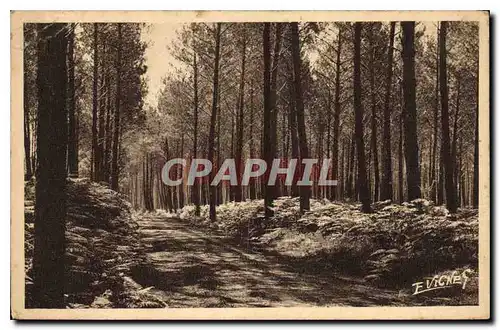 Ansichtskarte AK Paysages landais Chemin Muletier entre pins et fourgeres