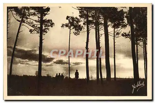 Ansichtskarte AK Dans Les Landes de Gascgogne les Pins