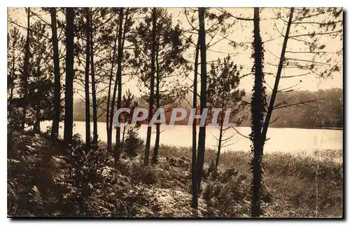 Cartes postales Dans Les Landes de Gascogne Etang de Laprade a Moliets