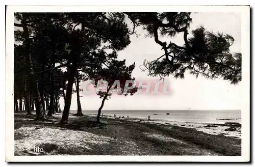 Cartes postales Andernos les Bains Pins Rivant la Plage du Mauret