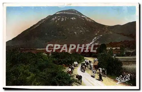 Cartes postales L'Auvergne le Puy de Dome Vaches