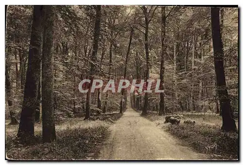 Ansichtskarte AK Fontainbleau S et M la Foret ronde de Fontainebleau a Barbizon