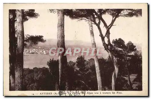 Cartes postales Antibes A M La Chaine des Alpes vue a travers les Pins