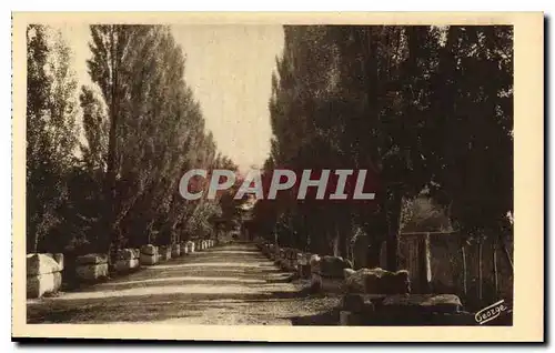 Cartes postales Arles sur Rhone Les Alyscamps Allee des Tombeaux