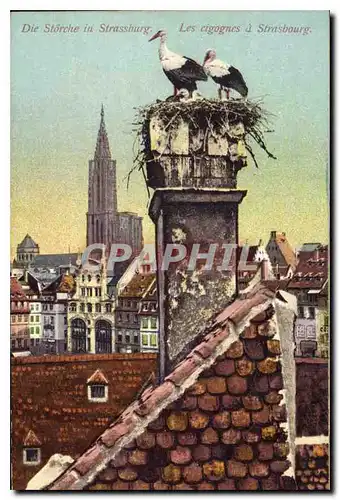 Cartes postales Les cigognes a Strasbourg