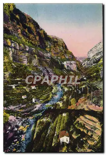 Cartes postales Les Gorges du Loup A M entree des Gorges Plantations d'Orangers