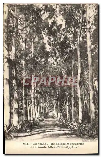 Ansichtskarte AK Cannes Ile Sainte Marguerite la Grande Allee d'Eucalyptus