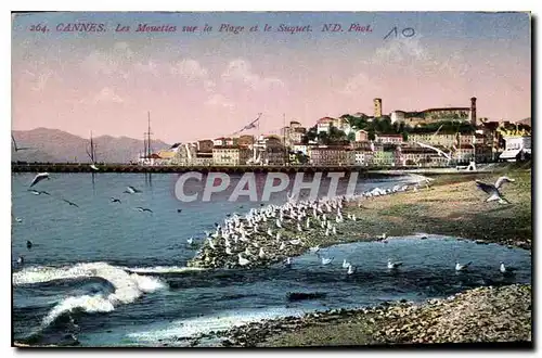 Cartes postales Cannes les Mouettes sur la Plage et le Suquet