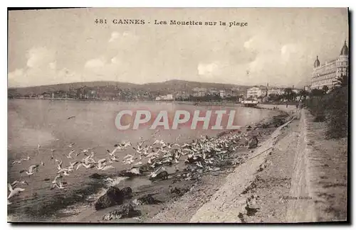 Cartes postales Cannes les Mouettes sur la Plage