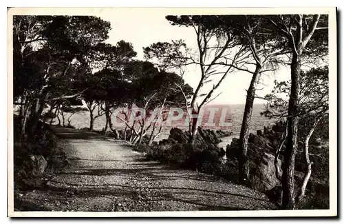 Ansichtskarte AK La Cote d'Azur Le Chemin sous les Pins