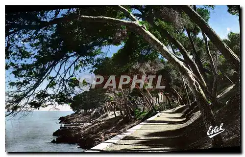 Ansichtskarte AK Menton Carnoles La Promenade du Cap Martin