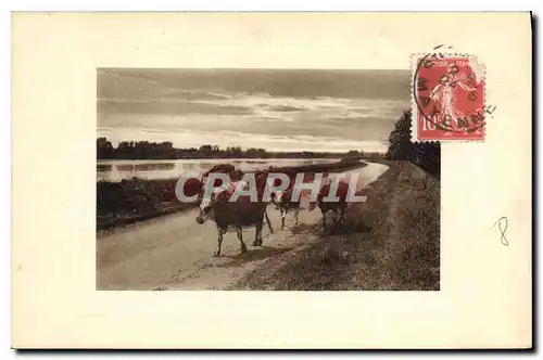 Cartes postales Vaches