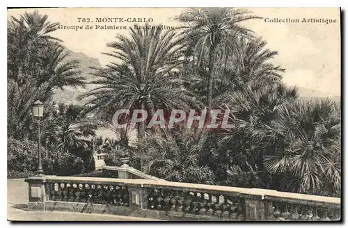 Cartes postales Monte Carlo Groupe de Palmiers Les Jardins