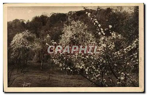 Cartes postales Normandie Pommiers en fleurs