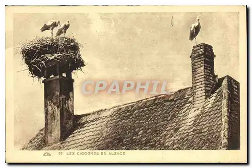 Cartes postales les Cigognes en Alsace