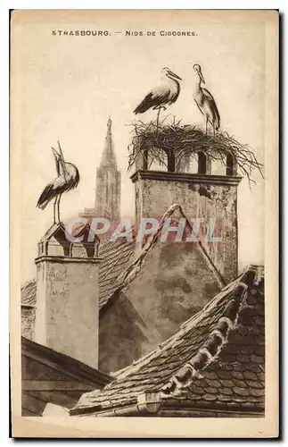 Cartes postales Strasbourg Nids de Cigognes