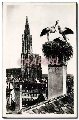 Cartes postales Strasbourg Les Cigognes