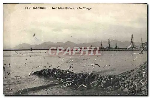 Cartes postales Cannes Les Mouettes sur la Plage