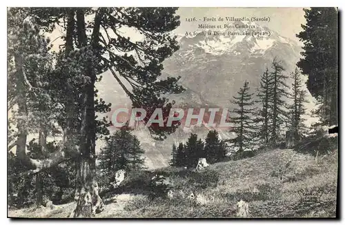 Cartes postales Foret de Villarodin Savoie Melezes et Pins Cembres au fond la Dent Parrachee