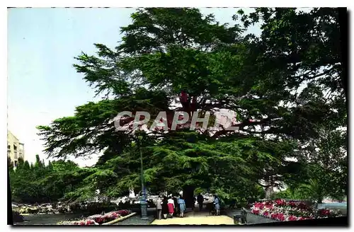 Cartes postales Rennes Ille et Vilaine Jardin du Thabor Le Cedre