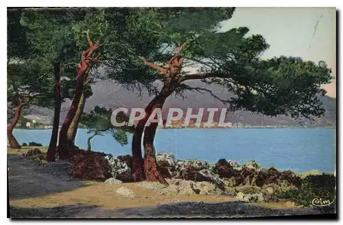 Cartes postales Menton vu du Cap Martin