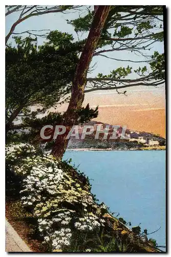 Cartes postales Flore Artistique Au bord de la Met Cote d'Azur