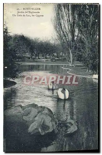 Cartes postales Montpellier Jardin de l'Esplanade un Coin du Lac les Cygnes