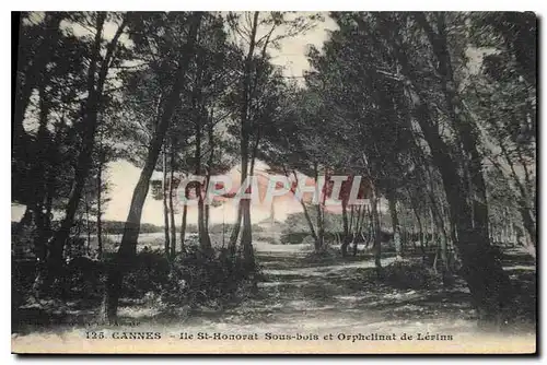 Cartes postales Cannes Ile St Honorat Sous bois et Orphelinat de Lerins