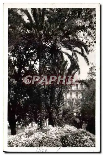 Cartes postales La Douce France Cote d'Azur Nice Massif de Fleurs dans le Jardin Albert I