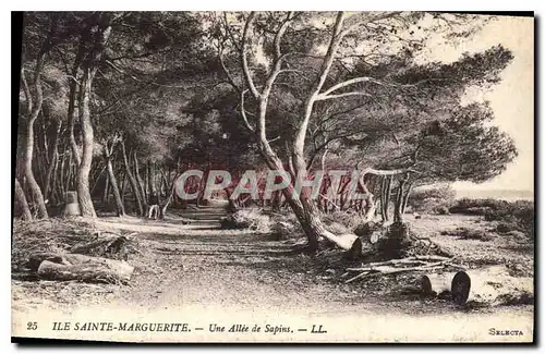 Cartes postales Ile Sainte Marguerite Une Allee de Sapins