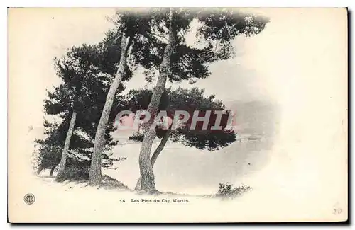 Cartes postales Les Pins du Cap Martin