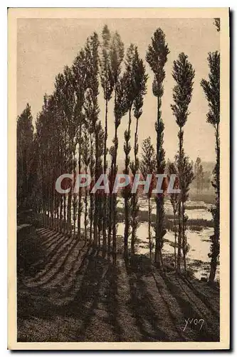 Ansichtskarte AK La Douce France La Region du Limousin Les Grands Peupliers sur les bords de la Dordogne