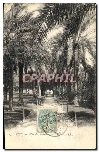 Cartes postales Nice Allee des Palmiers au Chateau